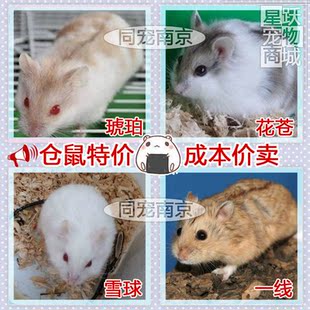 南京同城宠物仓鼠活体宝宝花苍琥珀一线雪球两只包邮送运输盒