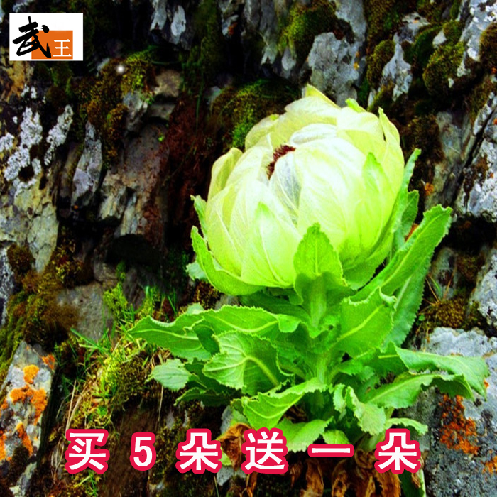 新疆雪莲花天山野生大雪莲正品雪莲花中药材煲汤料泡酒去湿气驱寒