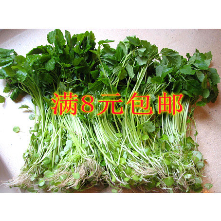 中草药种子-益母草 种子 食用益母草籽 阳台种植菜菜爆款菜籽