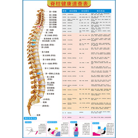医院医学骨科挂图 脊柱健康速查表 pvc高清写真定做海报宣传画