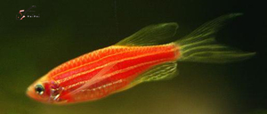 YUbaibai特价红斑马鱼 热带观赏鱼 群游 新手小型鱼 饲料鱼 活体_Q友网