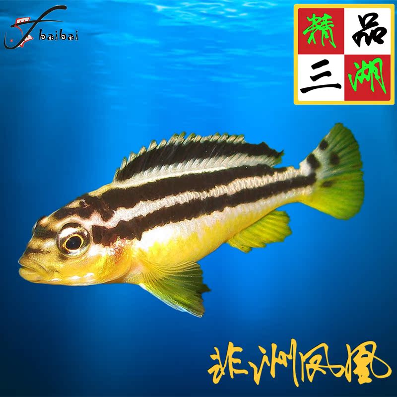 三湖慈鲷鱼坦鲷