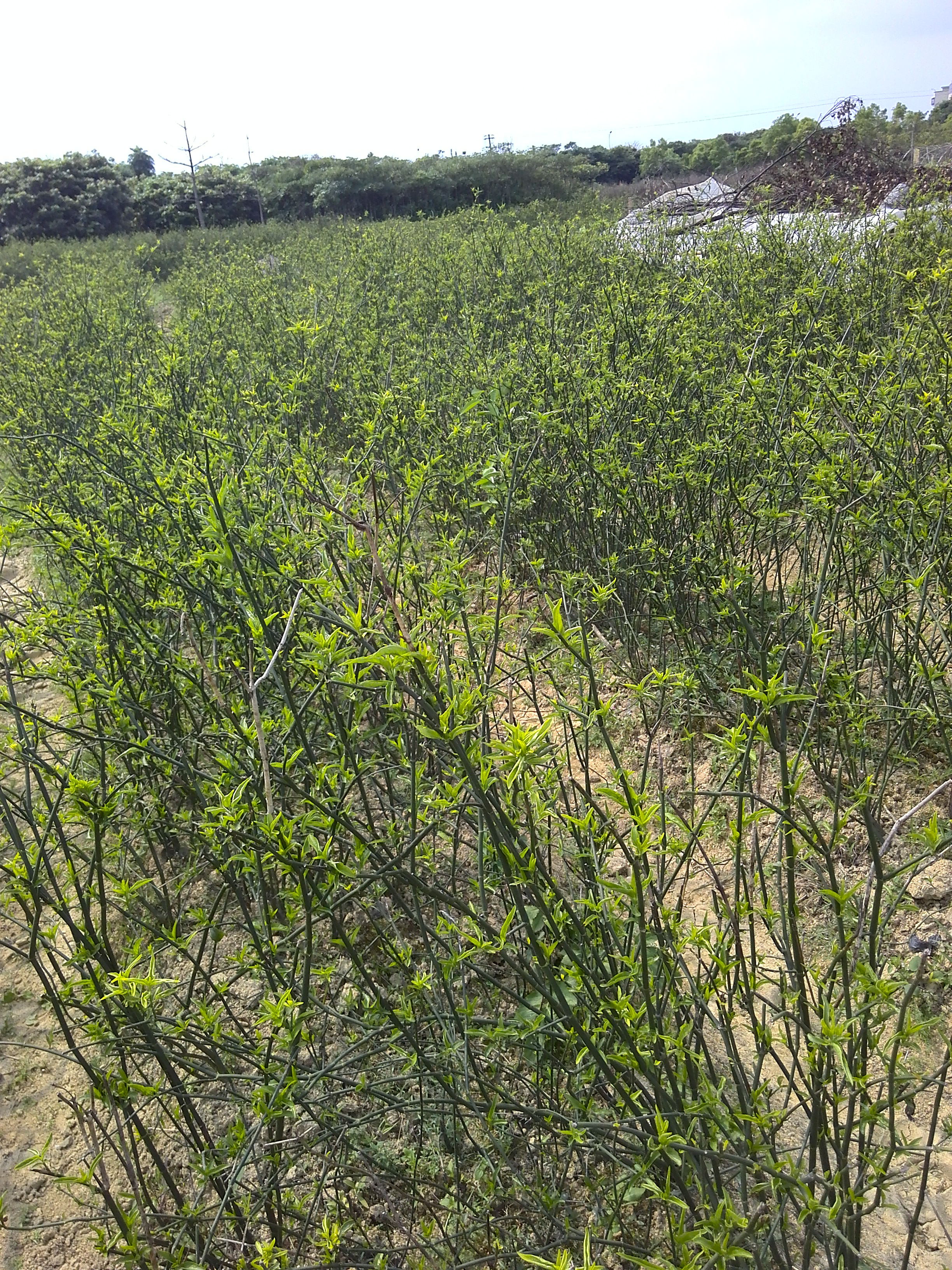 优顿草干叶小尖鲜叶忧循草种苗忧遁草优盾草优遁草苗子鳄嘴花 粉