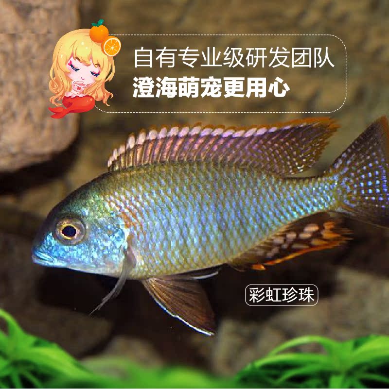 三湖慈鲷马鲷红顶彩虹珍珠红翅马天尼红翅绿绿遗鼻太阳黄领珍珠