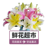 多色百合花单品鲜花速递控塑懊倒蹇赵说郊褺H 促销 鲜果岛