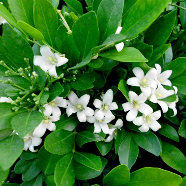 七里香花卉种子绿植盆景室内盆栽植物花草花种子阳台四季易种