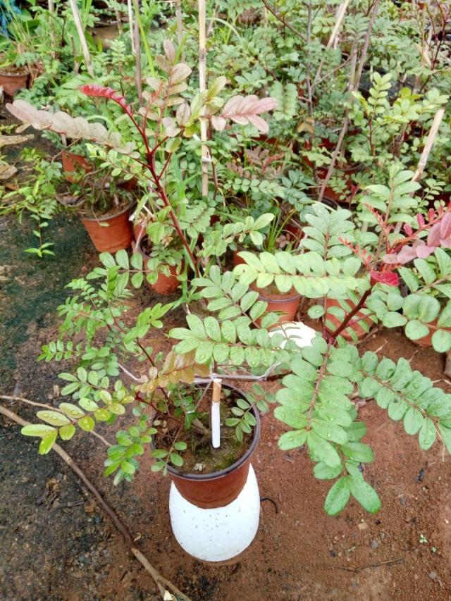 清香木驱虫驱蚊植物 散发香味 办公桌面小盆栽观叶绿色植物 包邮