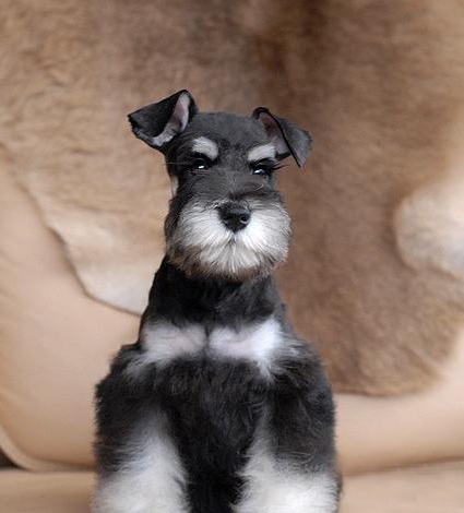 出售纯种雪纳瑞犬 幼犬赛级血统迷你巨型椒盐色黑银色