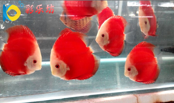 七彩神仙鱼活体 红富士 热带观赏鱼 渔场实拍 -