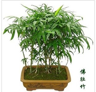 室内盆栽竹子