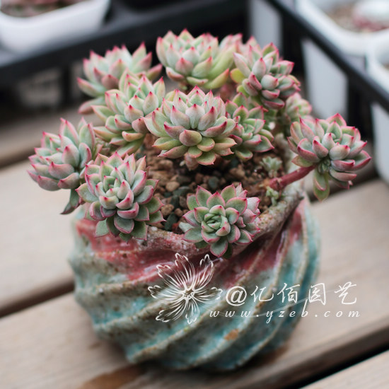 日本小松 圆叶/棒叶小人祭 多肉植物 多头小老桩 一物