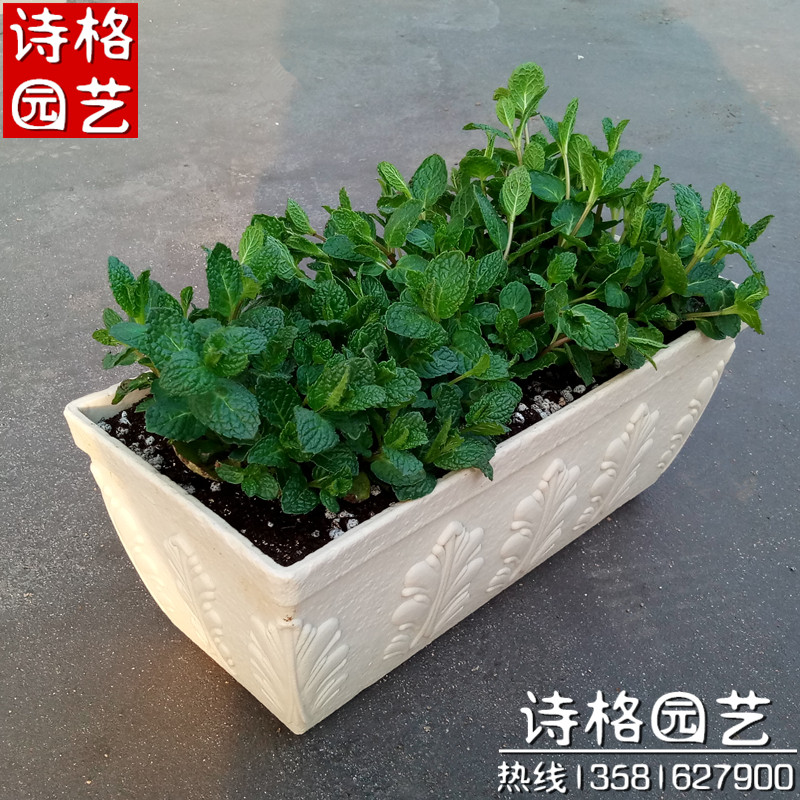 香草薄荷盆栽带盆包邮 柠檬薄荷苗 观叶植物薄荷叶可食用泡茶调酒图片