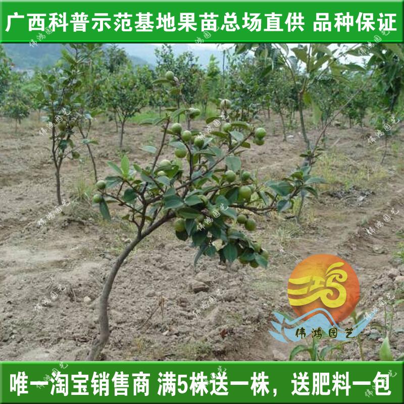 热卖岑溪2号3号软枝油茶嫁接苗 广西高产良种