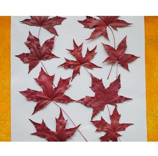 枫叶 香山红叶标本广告拍摄天然枫叶 复古道具diy手工制作材料