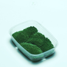 鲜活白发藓干苔藓青苔藓石头 天然大灰藓铺面青苔 朵朵藓苔藓植物
