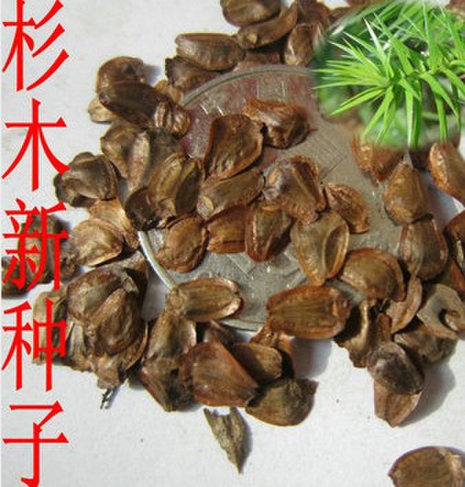 杉木种子 水杉 池杉 云杉 冷杉 油杉 落羽杉 家杉 柳杉种子