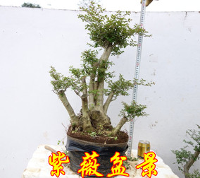 紫薇盆景树桩下山桩百日红痒痒树花卉绿植盆栽园艺绿化美观