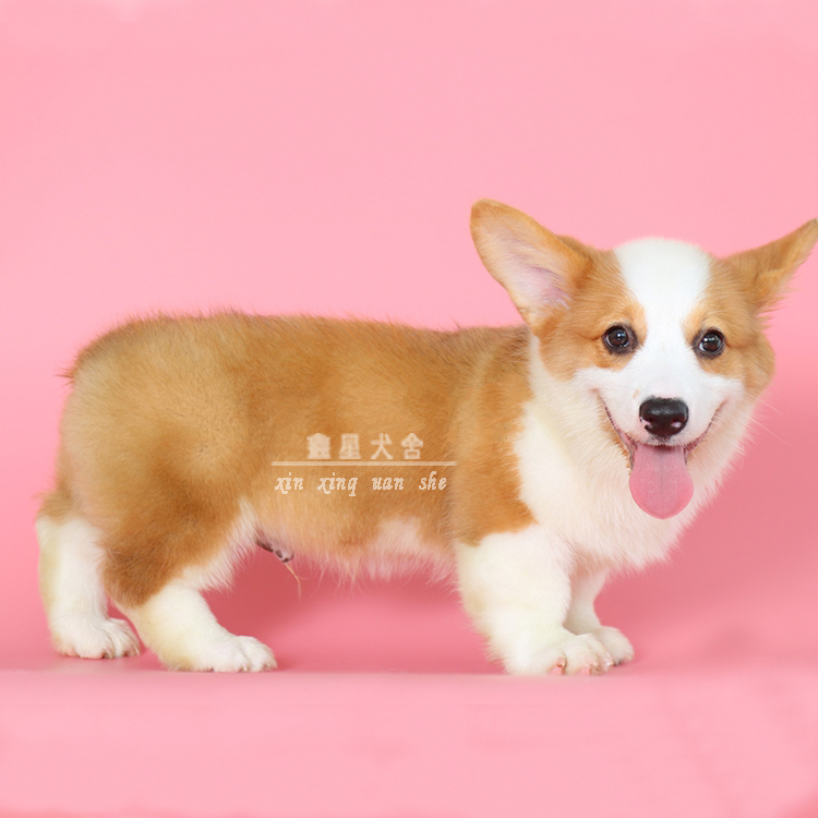 柯基犬纯种幼犬 活体宠物狗进口短腿小型犬短毛两三双色威尔士
