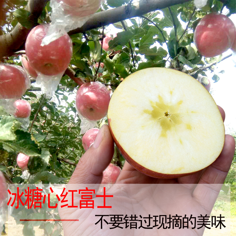 红富士大苹果新鲜现摘现发山西运城临猗冰糖心红富士苹果产地直供