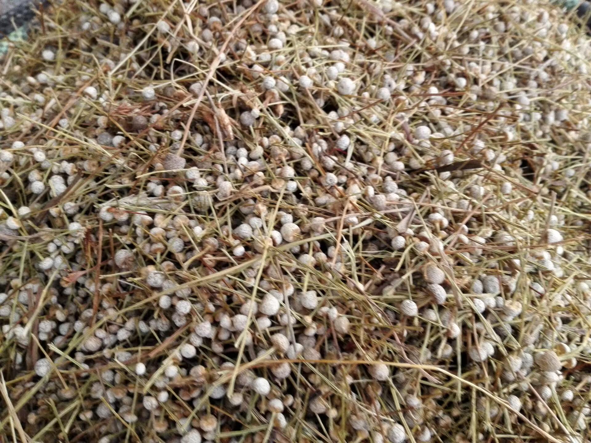 正品[精子果冻状]精子里有果冻状颗粒评测 精子