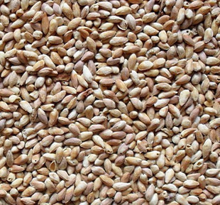中药材促销 柏壳 柏子壳 柏子仁壳 500克包邮