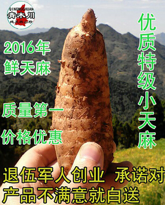2016年很新鲜的农家自挖野生天麻活天麻包邮特价鲜天麻当地小天麻