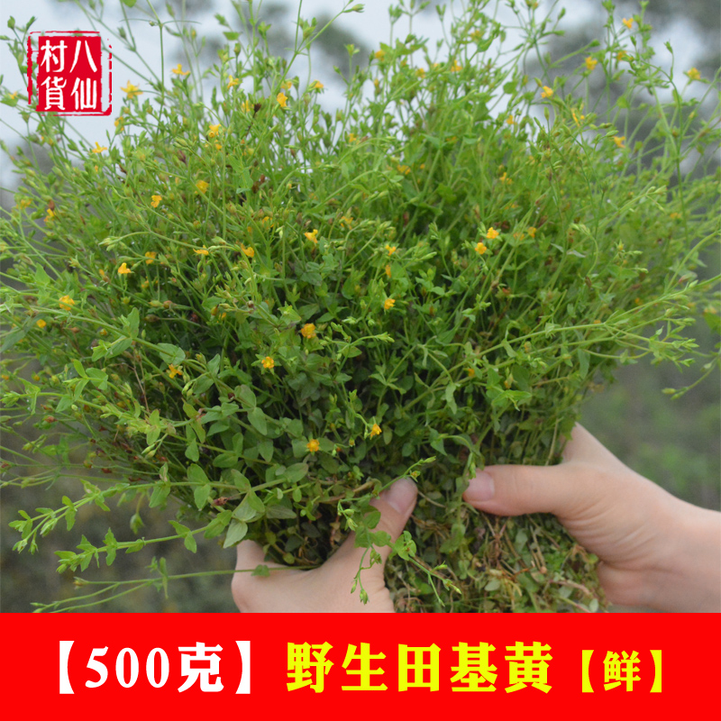 5斤包邮新鲜现采野生中草药材赛葵 黄花草 黄花棉 野油菜 臭矢菜