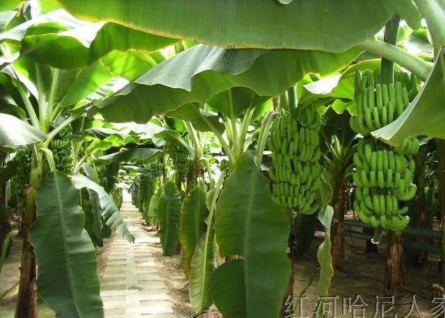 云南红河高原香蕉基地直发 青香蕉芝麻蕉bananan放置自熟6斤包邮