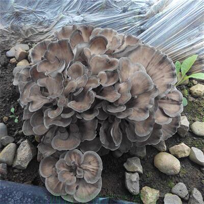 现货包邮正宗迁西灰树花栗蘑栗树栗子蘑菇千佛菌干货250g
