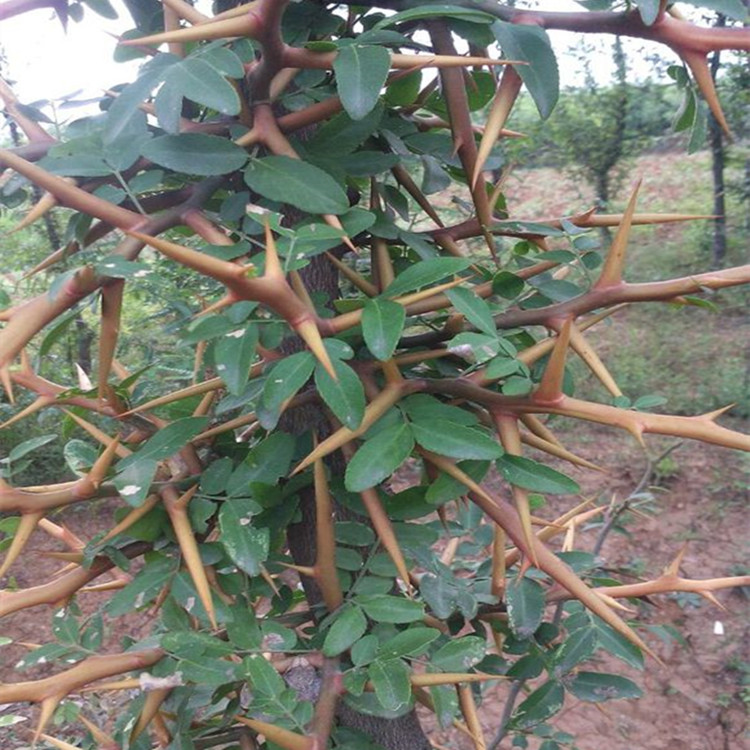 新采皂角种子 大皂角种子小皂角种子造刺树 皂荚树种子结刺树种子