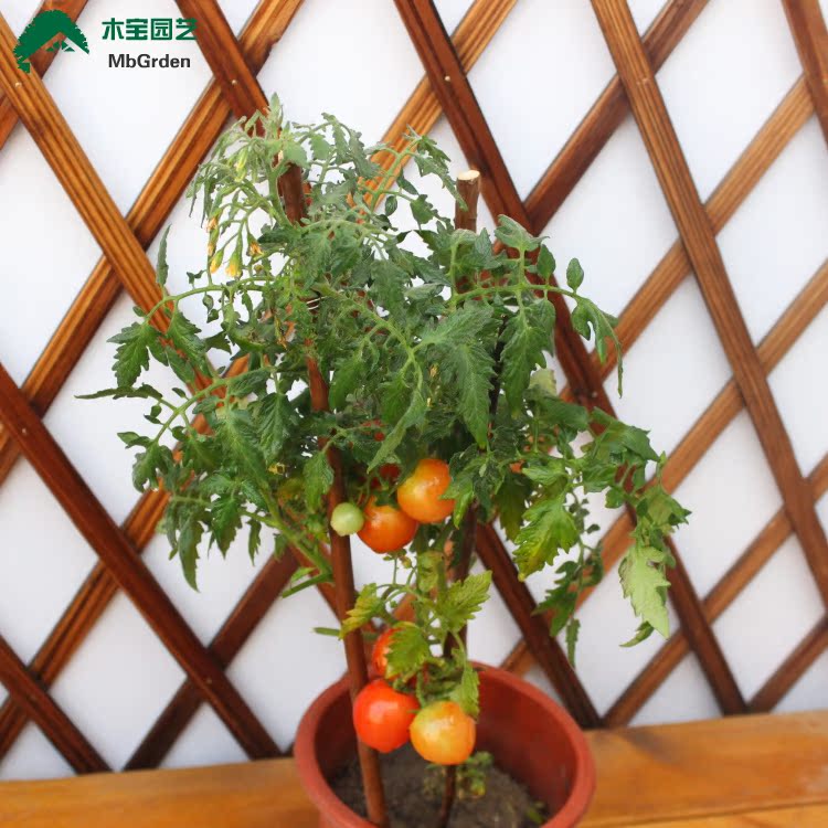 蔬菜苗种苗 番茄苗 辣椒苗 水果黄瓜苗 阳台盆栽 圣女果苗 带果发
