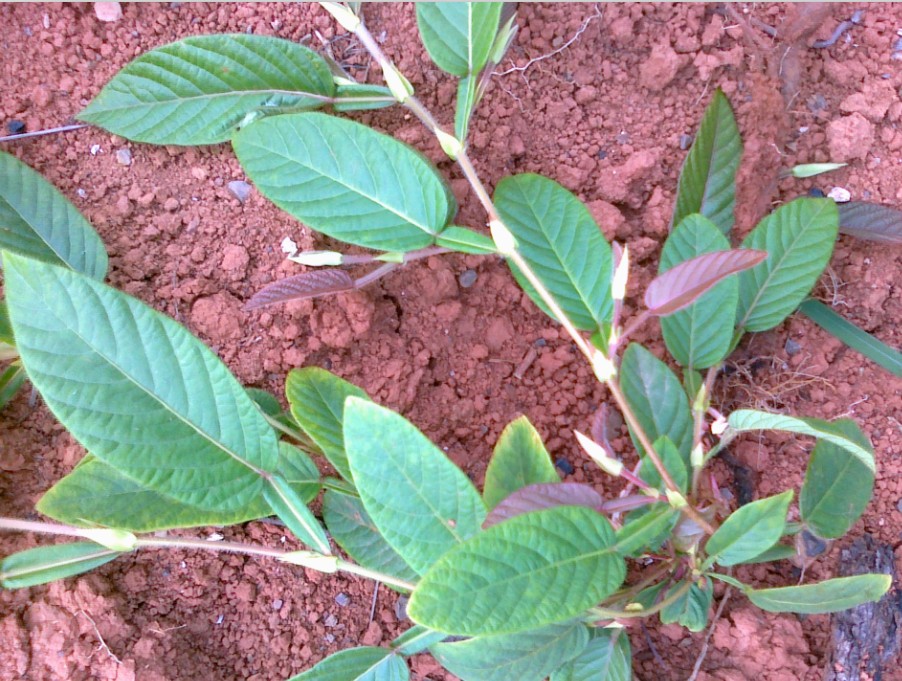 纯正野生中草药材葫芦茶 牛虫草 金剑草 螳螂草 干品新货