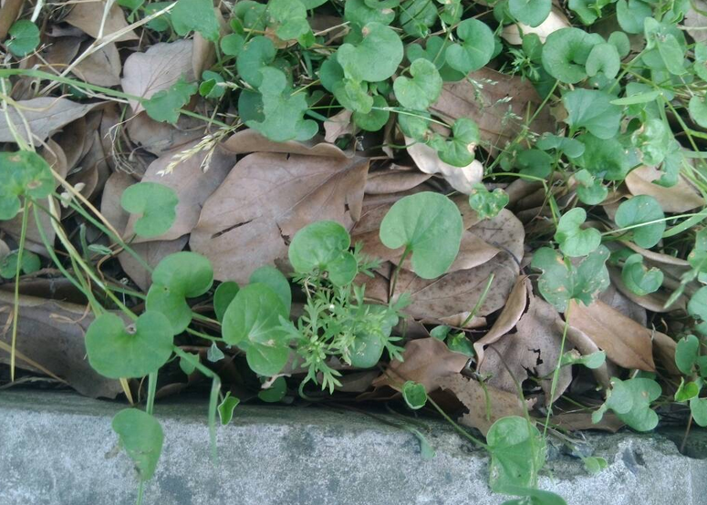 野生中草药马蹄金 铜钱草 小金钱草 小马蹄金 草荷苞