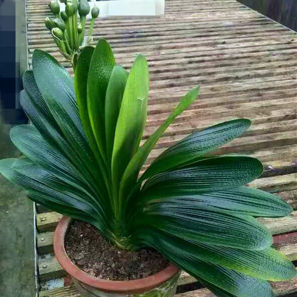 五年君子兰10片叶子室内高档植物绿植盆栽花卉苗 君子兰观花绿植