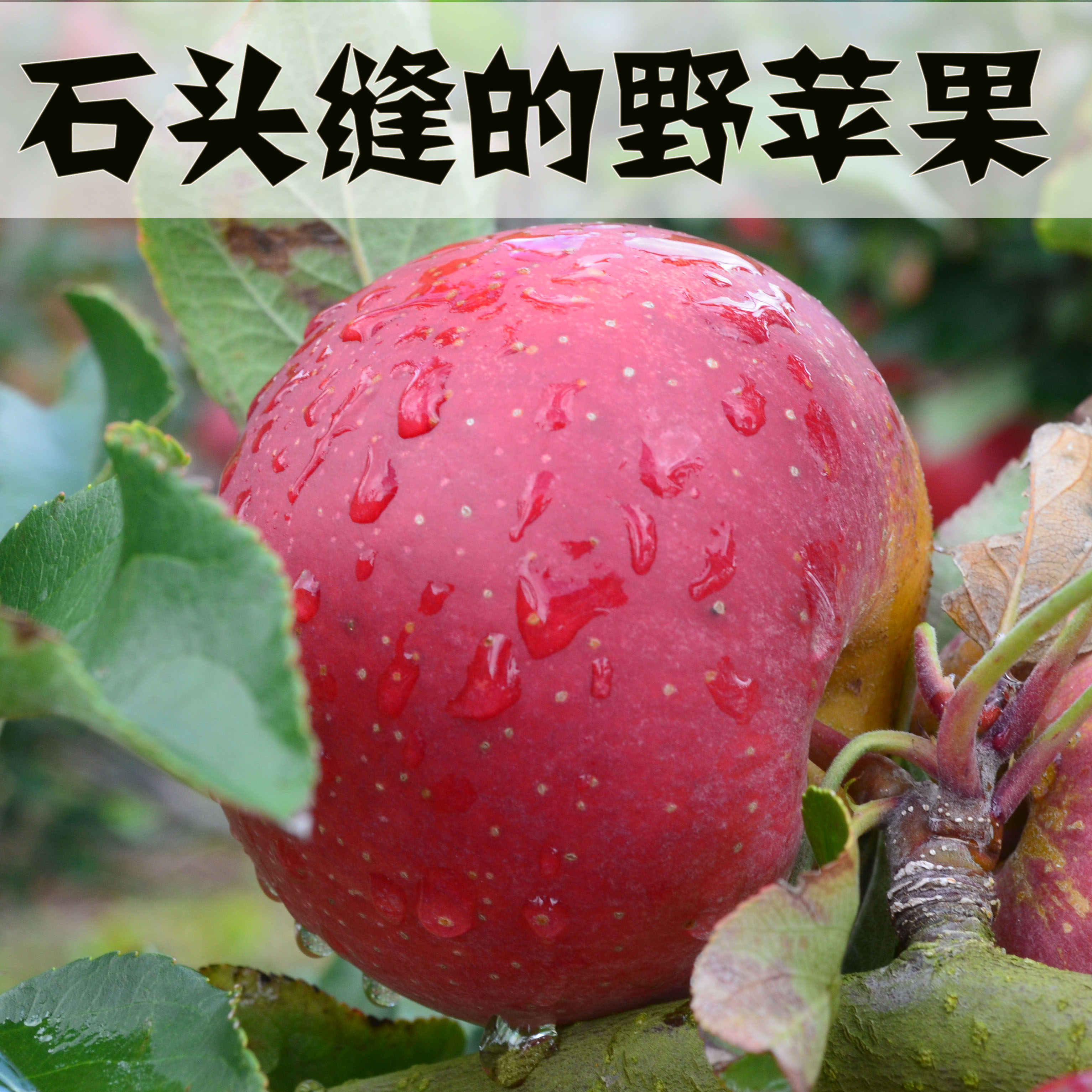 【野苹果】云南西北勒 丑苹果 甜脆浓香露天不套袋