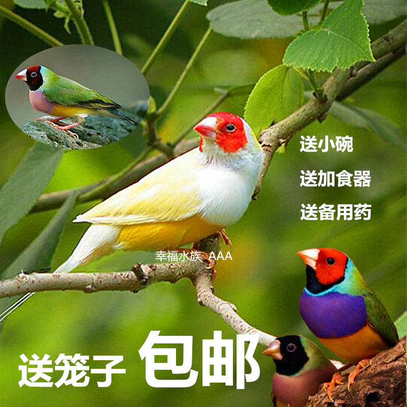 宠物活体手养说话鸟观赏云班小鸟七彩文鸟胡锦鸟金背绿背高彩蓝背