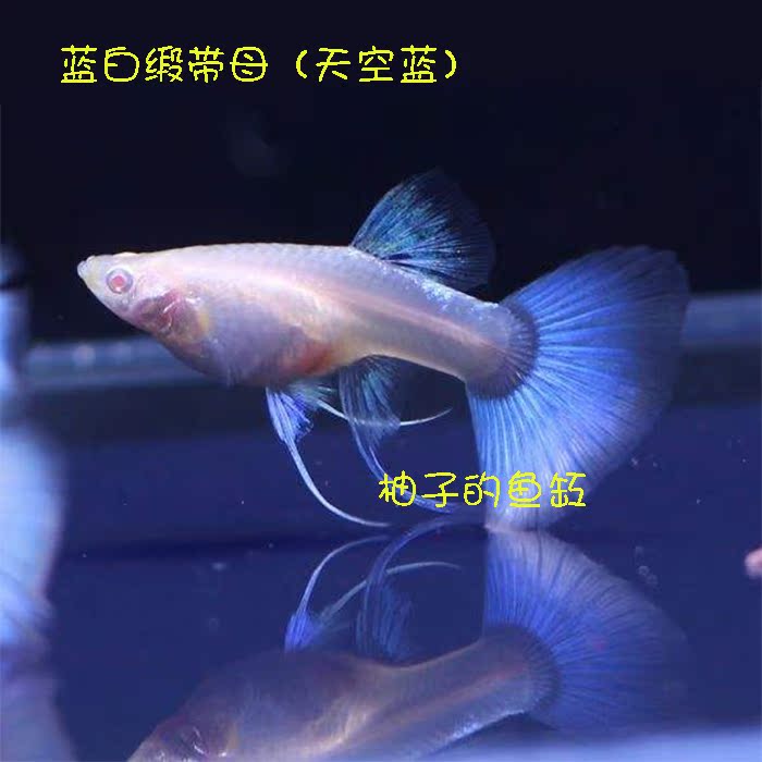 天空蓝台系精品蓝礼服白子缎带大c孔雀鱼热带鱼种鱼活体鱼观赏鱼
