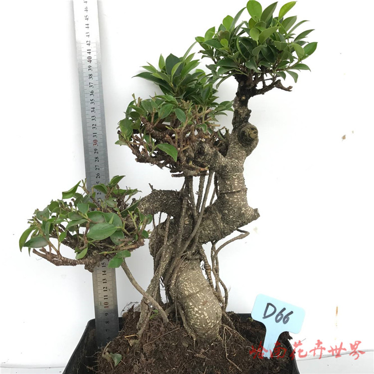 榕树头台湾虎皮斑点榕盆景盆栽植物造型室内绿植花卉