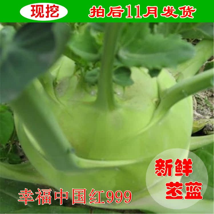 农家绿色新鲜蔬菜苤蓝土苤甘蓝大头菜玉蔓菁5斤装包邮