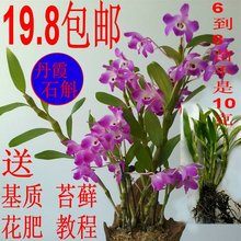 吊兰花 阳台盆栽比铁皮好 扁黄草 石斛盆栽 赤水金钗石斛小丛苗