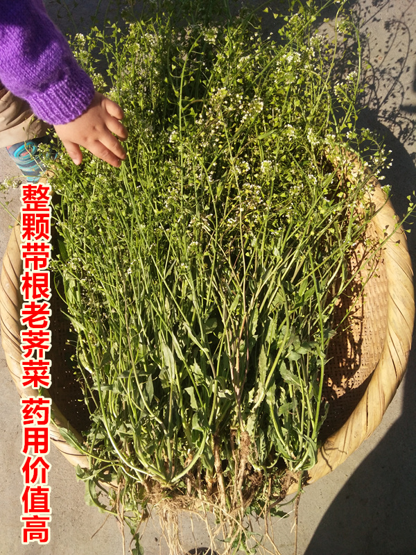 现挖秦岭野生新鲜老荠菜花整颗带根 荠菜煮鸡蛋500g满