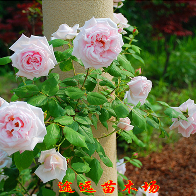 庭院植物 盆栽花卉 日系月季 日和月季苗 切花月季 玫瑰苗