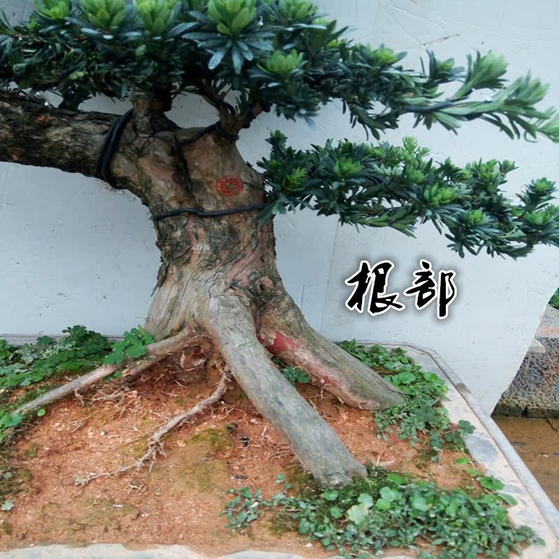 实物大型罗汉松造型盆景树桩下山桩米叶罗汉松珍珠罗汉松植物包邮