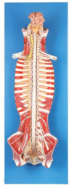 椎管内部脊髓神经模型gd/a18102