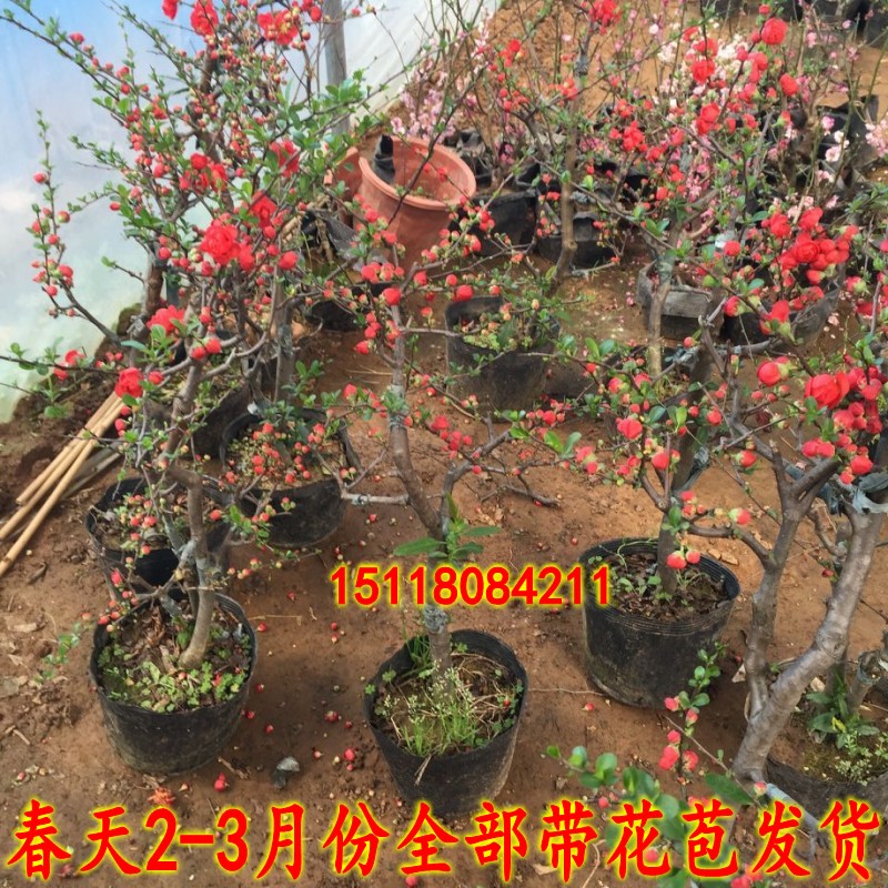 清枫苑 盆栽海棠花苗/日本海棠/长寿冠海棠花苗盆栽 常年开花