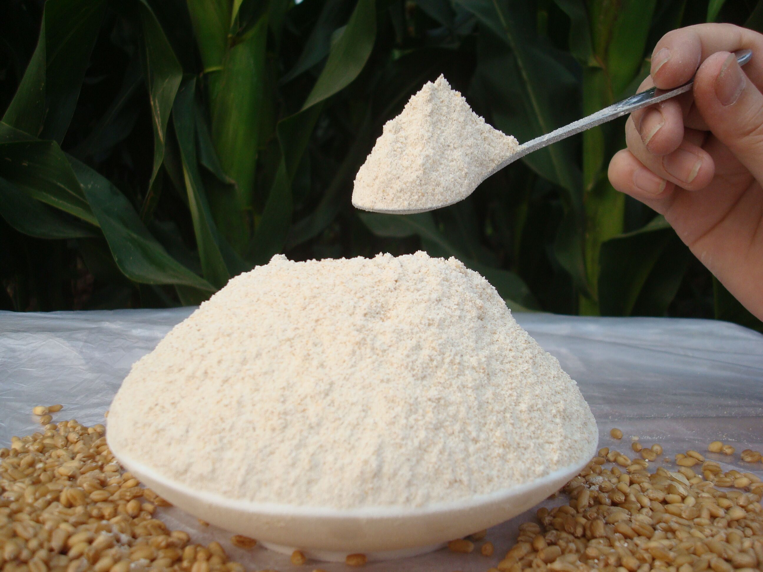 自己怎么磨全麦粉,自己可以制作全麦粉吗,全麦面粉的制作_大山谷图库