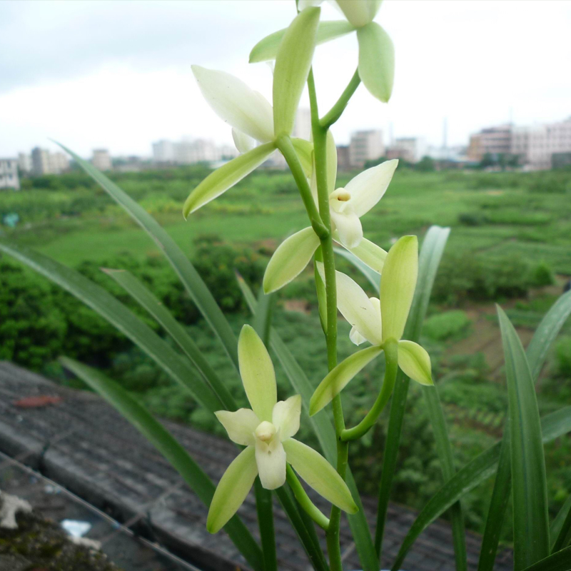 建兰老品种 兰花素心细叶 四季兰铁骨素 兰花草国兰包邮绿色盆栽