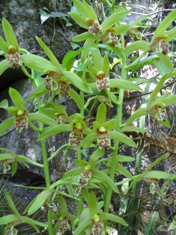 野生下山兰蕙兰花苗 兰花苗兰草 植物花卉盆栽室内盆景绿植带花苞