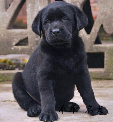 出售纯种赛级血统拉布拉多犬幼犬神犬小七奶白色黑色导盲犬寻回犬