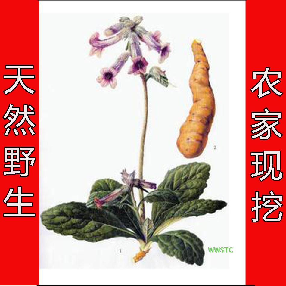 真空包装 生地 四鲜汤 野生新鲜小地黄 菊花心怀地黄根现挖生地